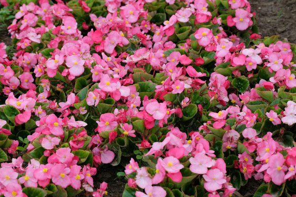 Concevez un Paradis Estival pour Attirer les Abeilles : Guide Pratique pour un Jardin en Fleurs